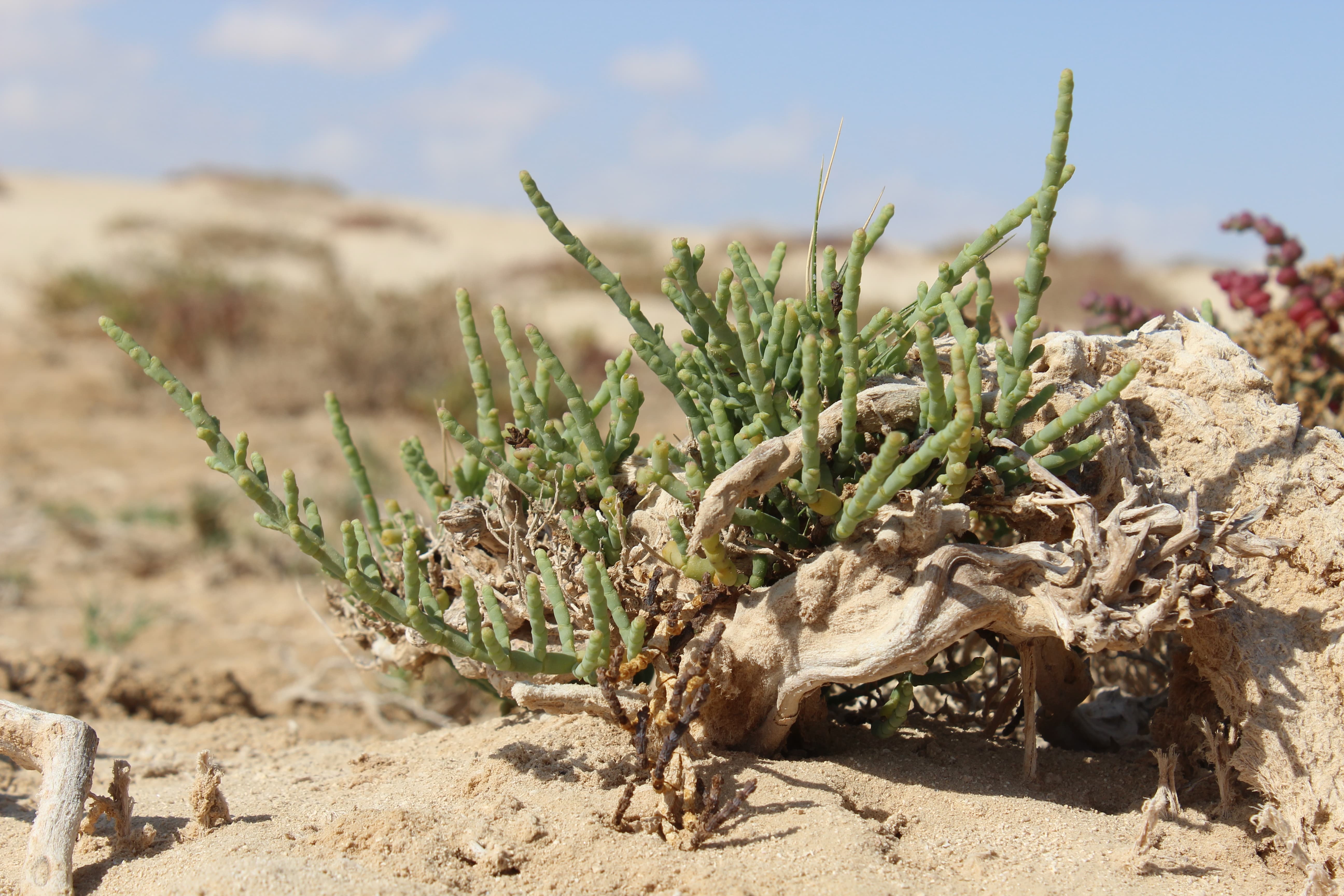 Plant Image
